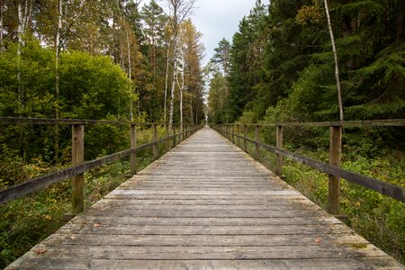 Target just wooden track forest