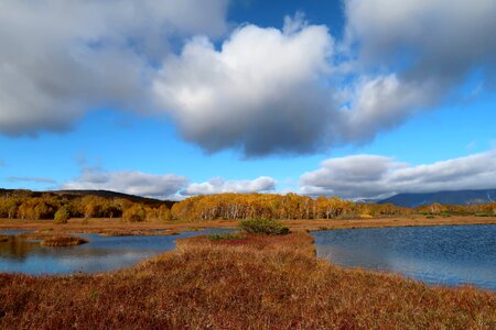 Tundra swamp nature