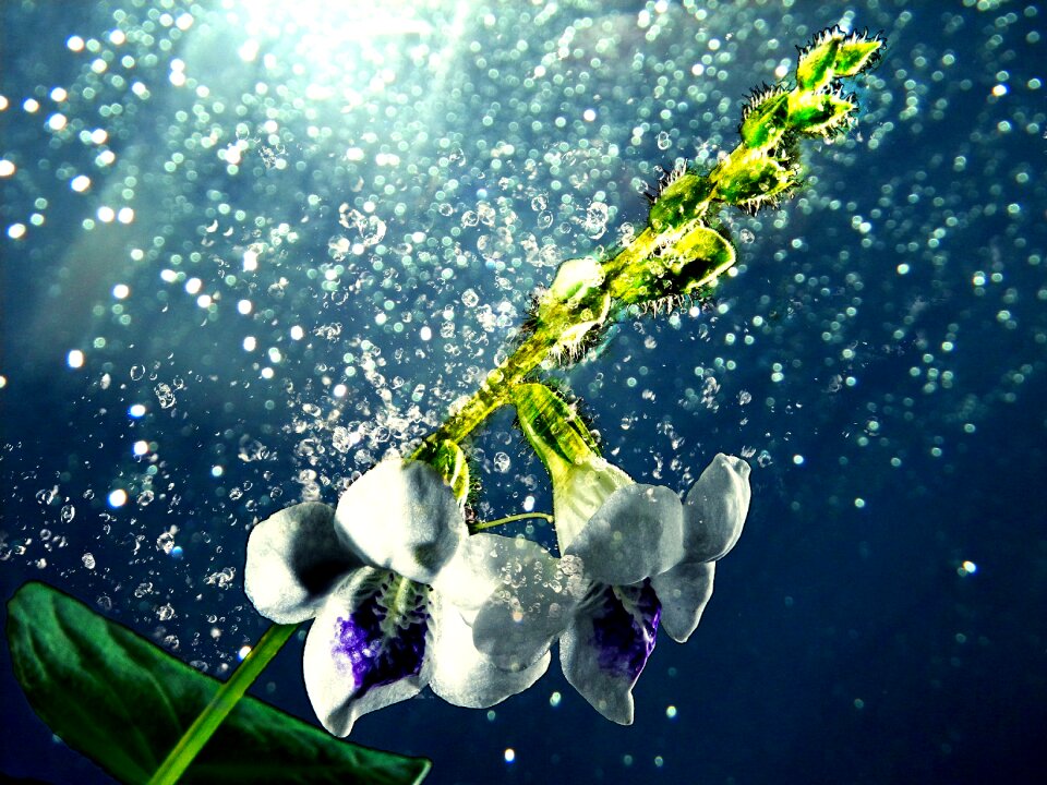Spring water fresh