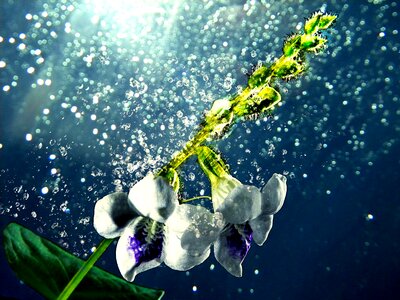 Spring water fresh