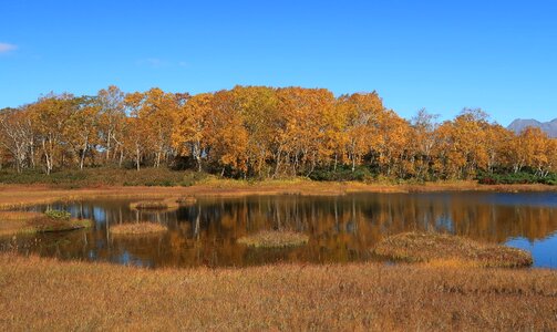 Tundra swamp nature