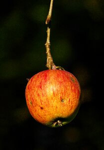 Tree apple tree unsprayed photo