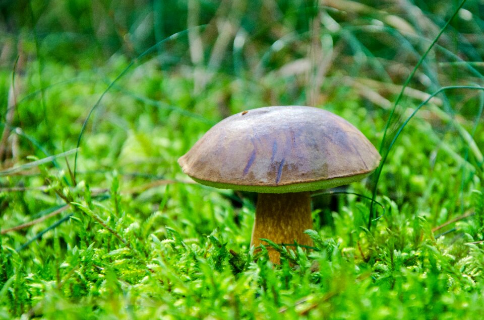 Forest brown cap blue mushroom