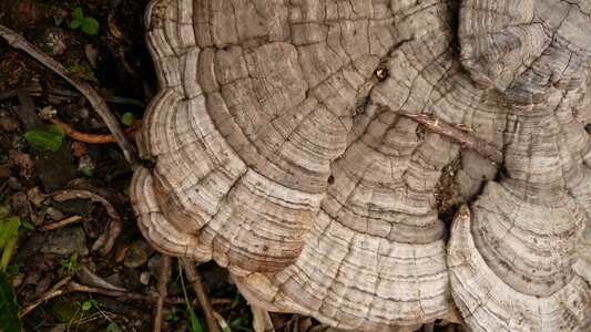 Wild forest nature