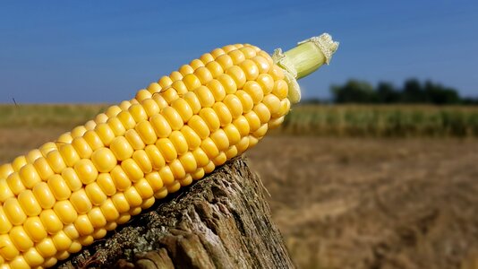 Corn plant thanksgiving cornfield photo