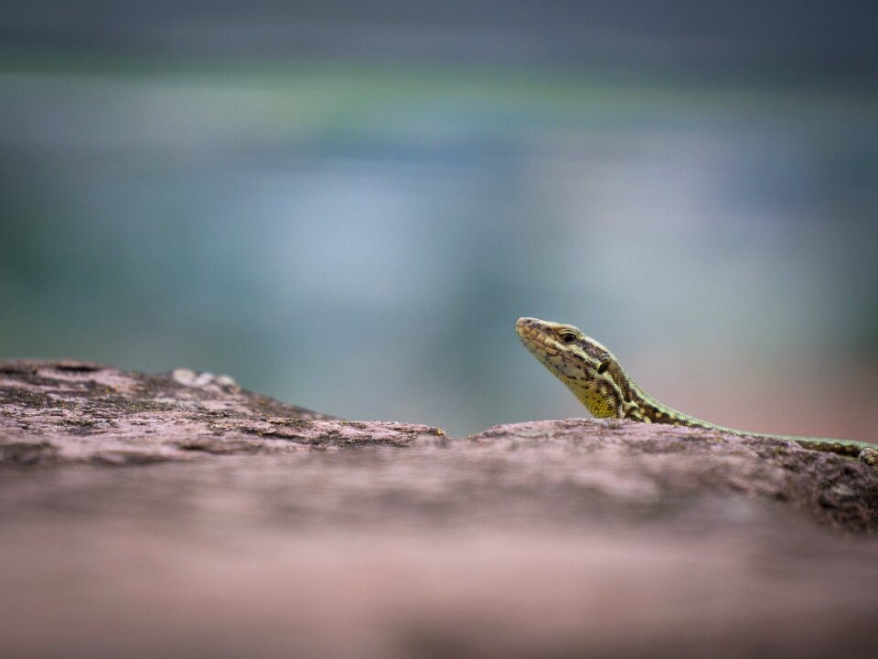 Nature animal rock