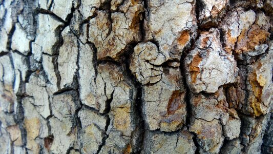 Texture natural pattern