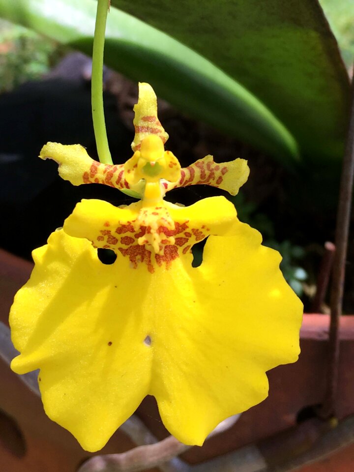 Yellow dancing hat botanic