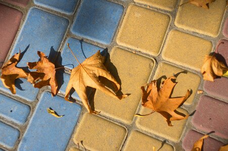 Autumn leaves pavement listopad