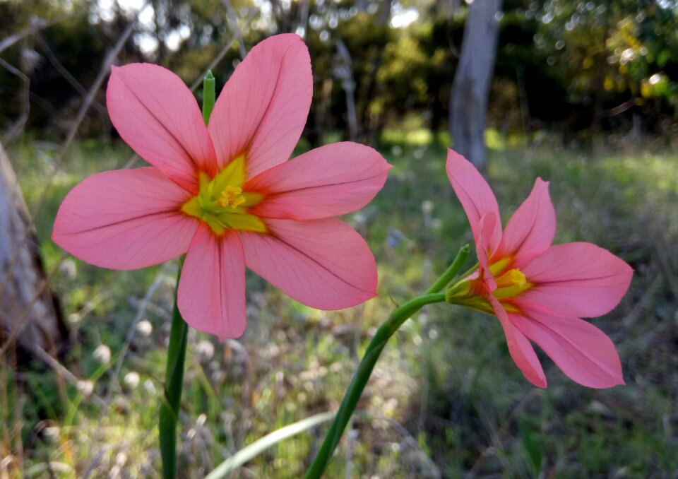 Petals pink australian