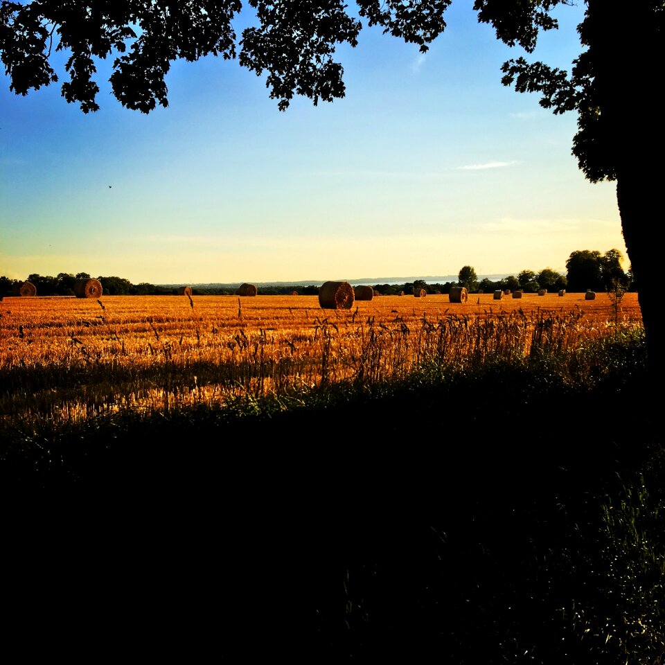 Countryside nature summer