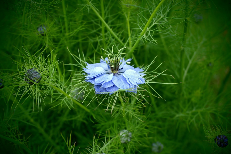 Detail flower bud