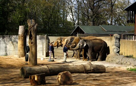 City garden zoo elephant