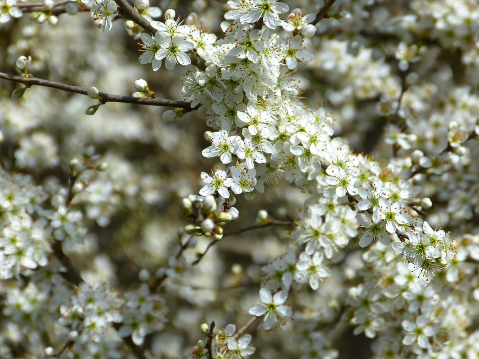 Schlehendorn heckendorn hedge