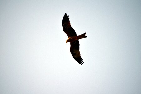 Bird gliding