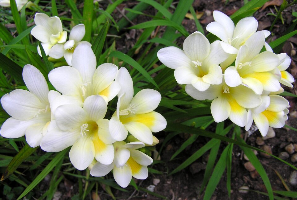 Blooming spring garden