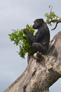 Zoo eating animal