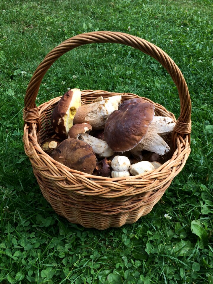 Autumn forest edible
