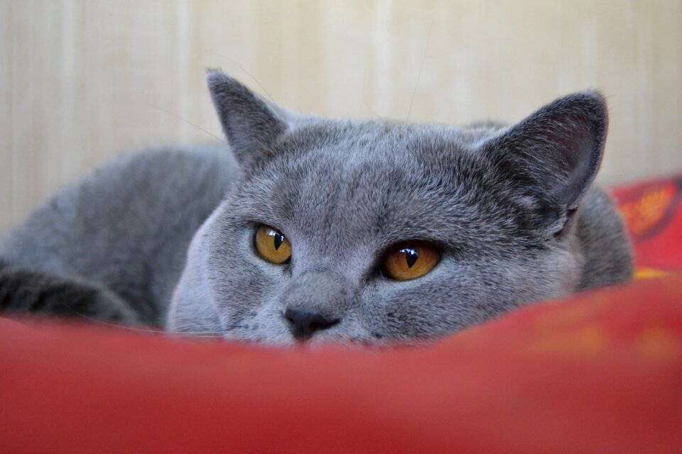 British cat pet grey