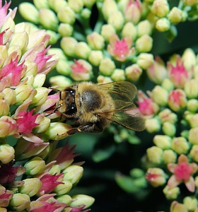Close up pollination macro