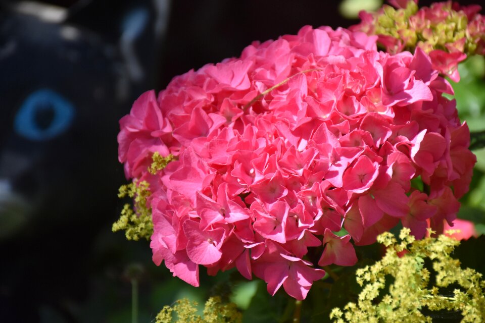 Summer garden nature
