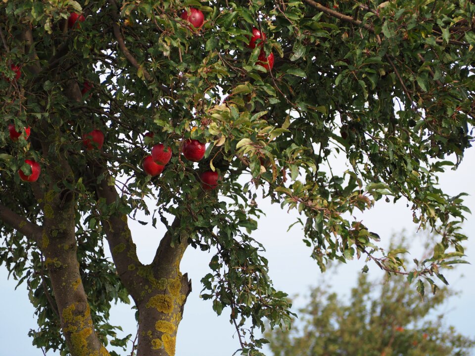 Fruit nature autumn