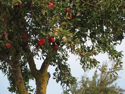 Fruit nature autumn