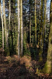 Landscape trees vegetation