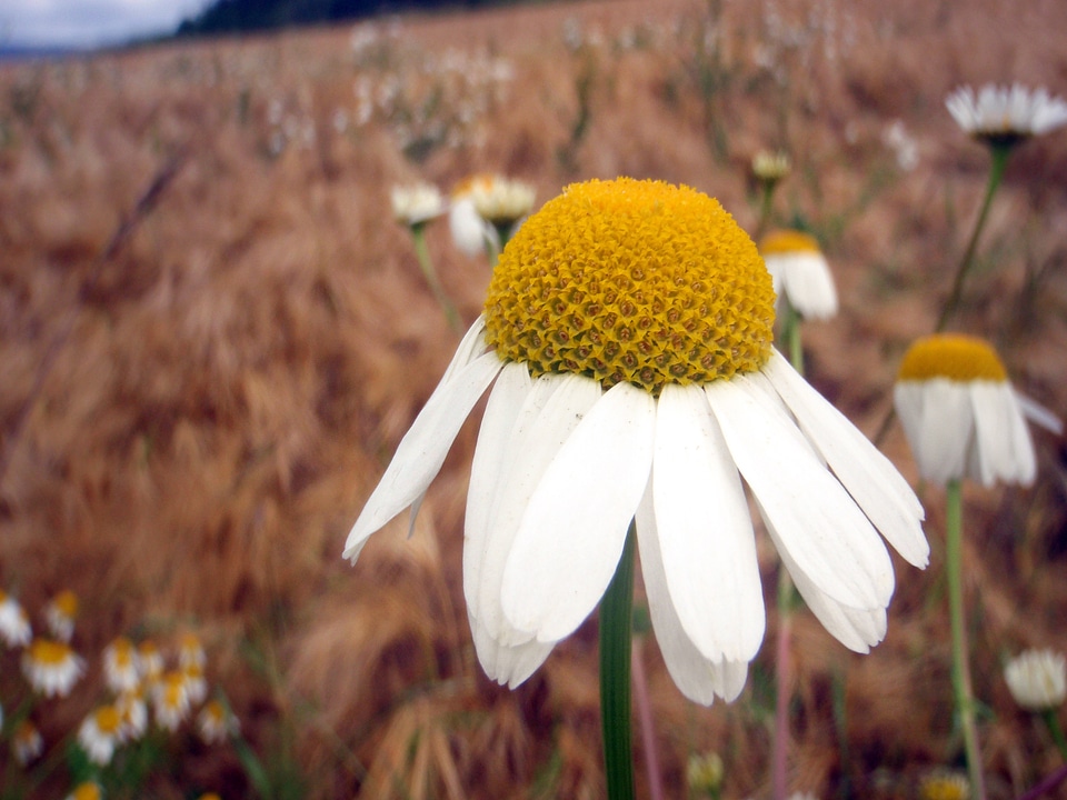 Blossom bloom composites