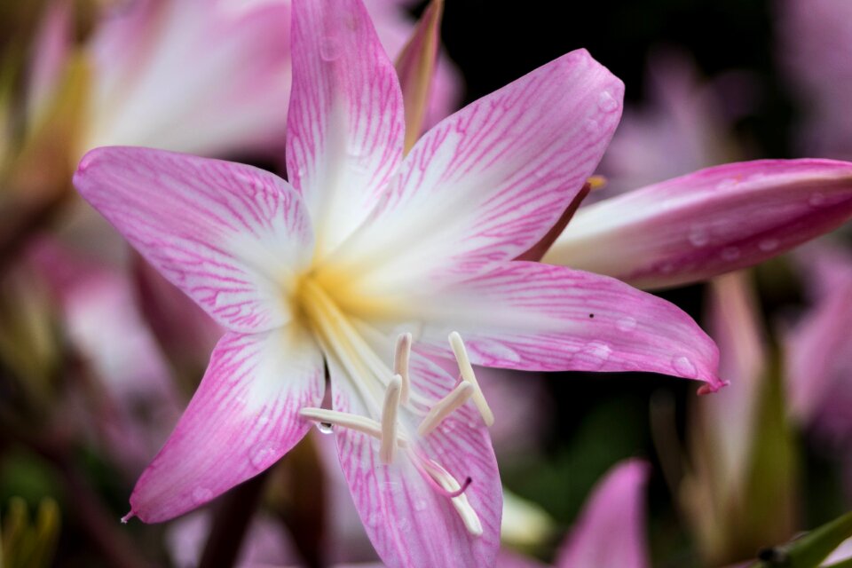 São miguel macro flower