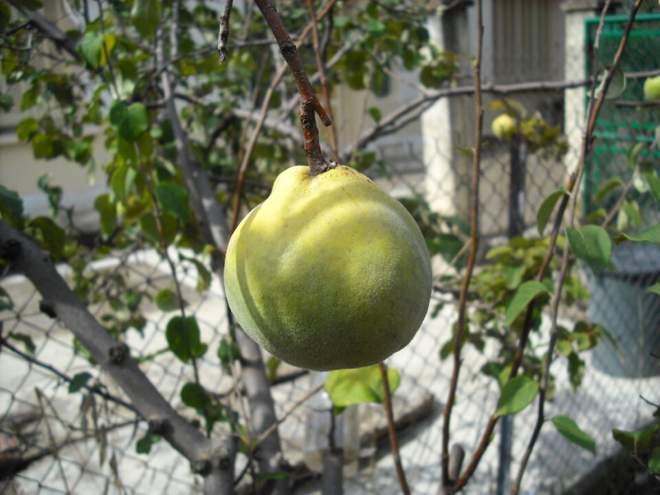 Fruit garden fruit tree