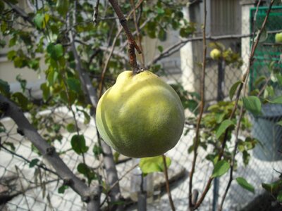 Fruit garden fruit tree