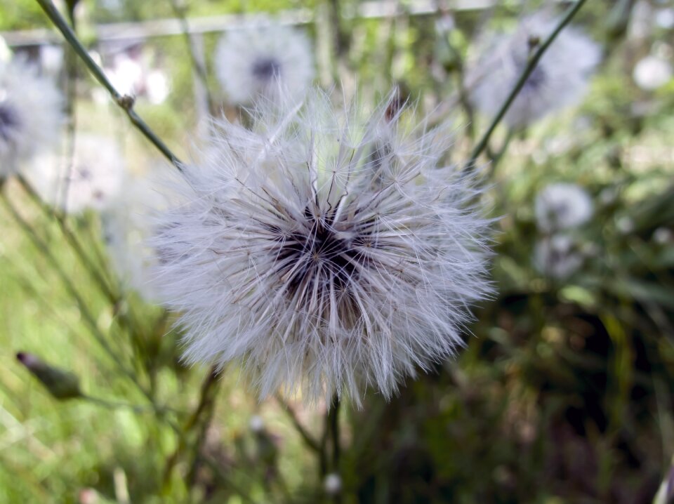 Southern georgia spring flowers