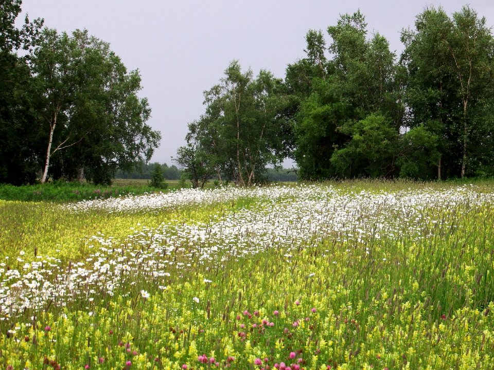 Flowers chamomile summer