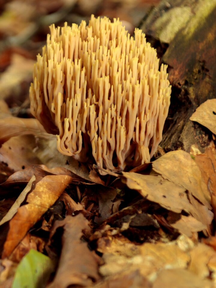 Forest floor brown sponge