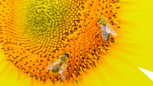 Flower bee nature
