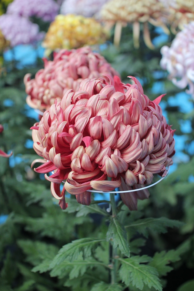 Chrysanthemum flowers pure