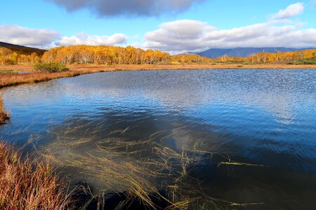 Tundra swamp nature
