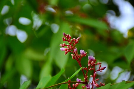 Nature small petals