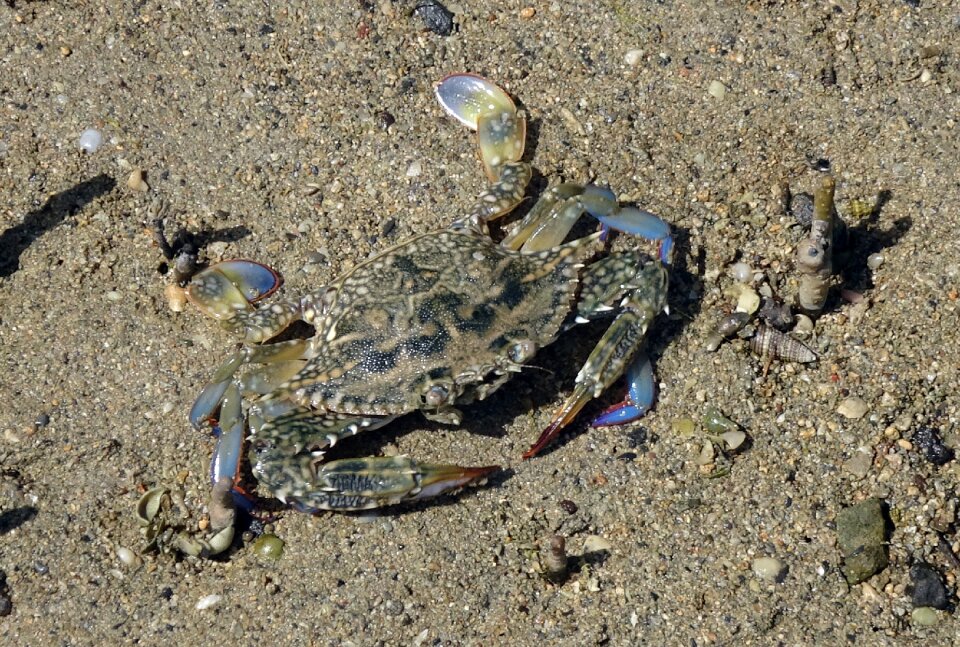 Portunus pelagicus flower crab blue swimmer crab