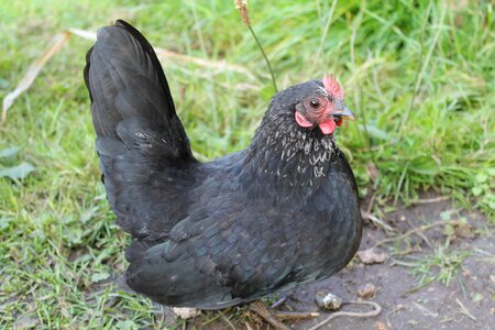 Trustful animals poultry