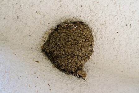 Swallow's nest bird nest in the world we photo
