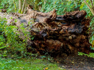 Natural tree stump wood photo