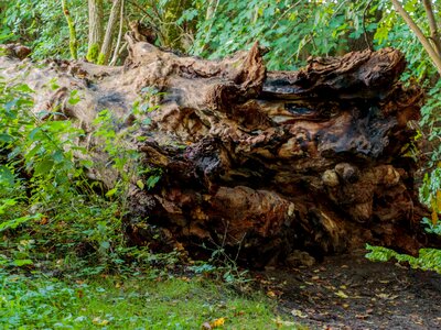 Natural tree stump wood