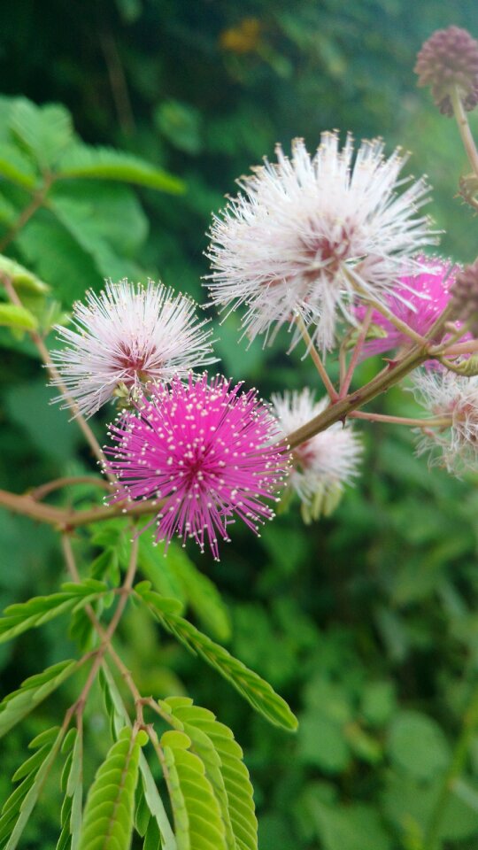 Flower s touch me not plant