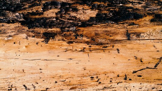 Dry timber lumber photo