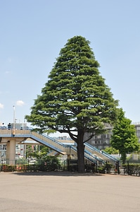 Japanese nature scenery