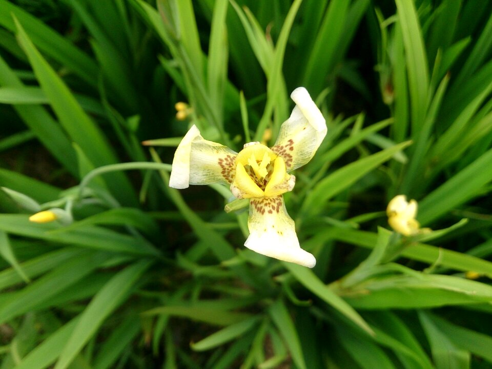 Iris plant vincent van gogh