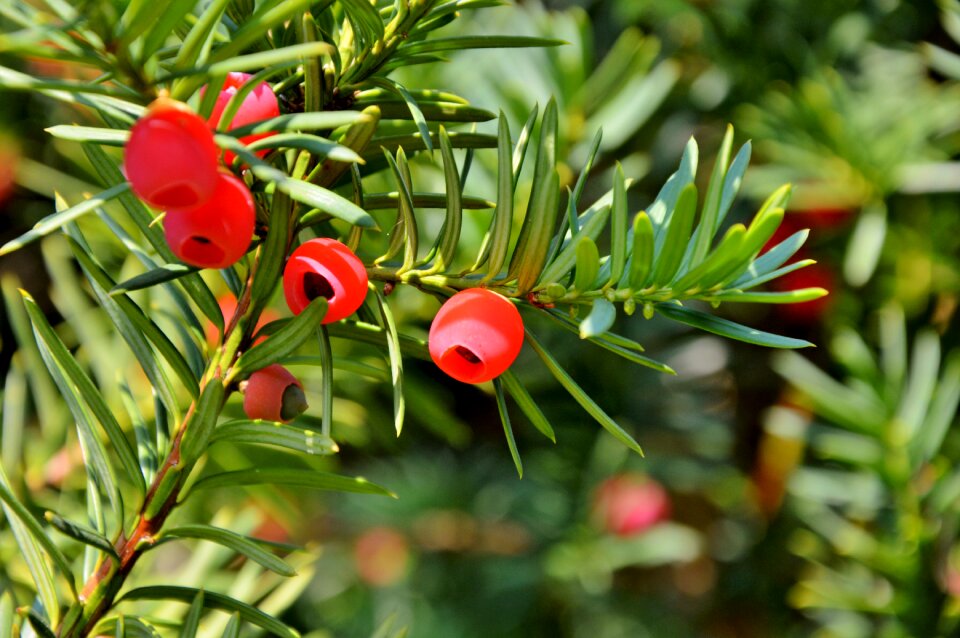 Yew fruit evergreen plant