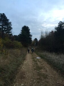 Path ballad forest
